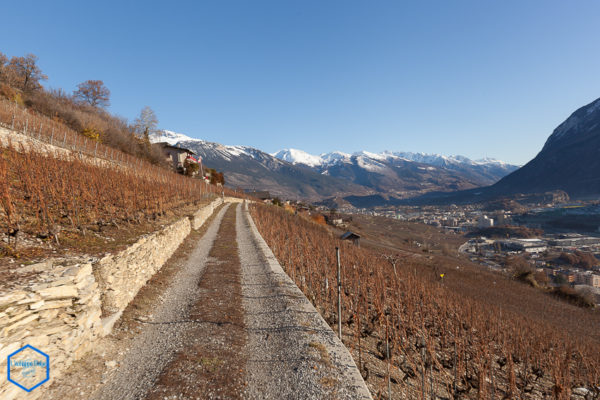 vignoble de Crans-Montana