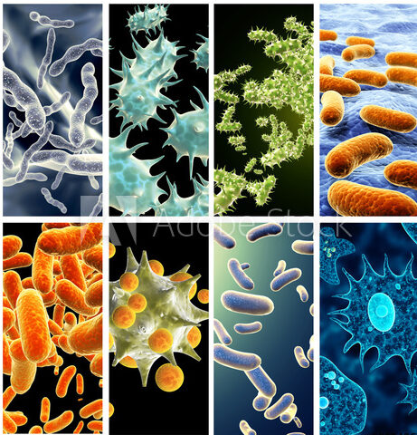 Mikrobiota. Analyse Ihrer Darmbakterien 5 Mikroskopische Aufnahmen von Darmbakterien. Bunt und in 8 rechteckige kleine Bilder unterteilt.