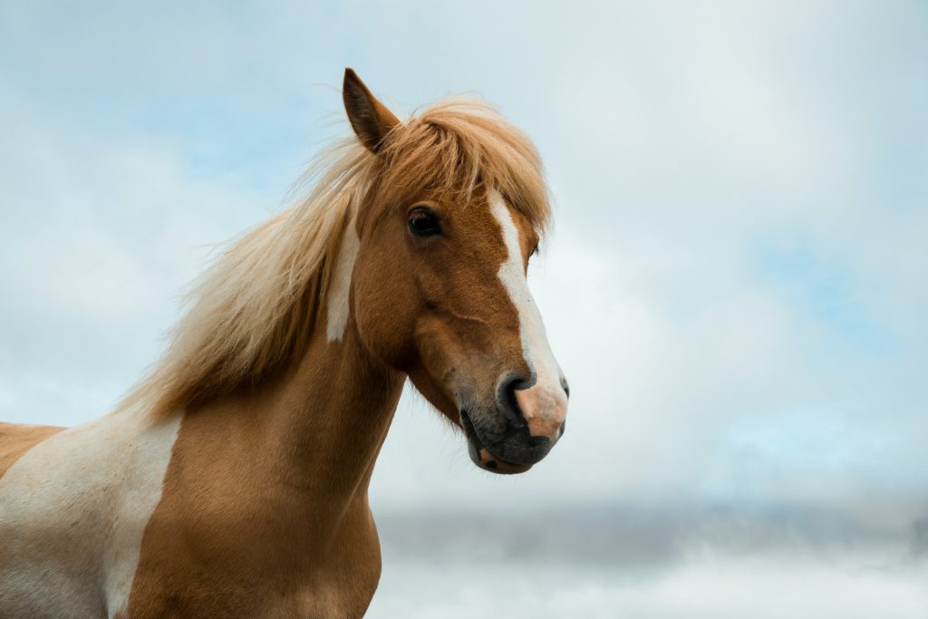 Er en hest et kæledyr