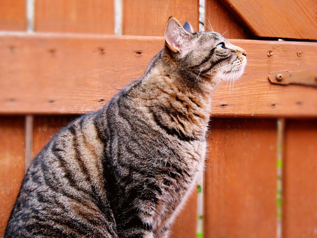 Hvad kan katte ikke tåle at spise