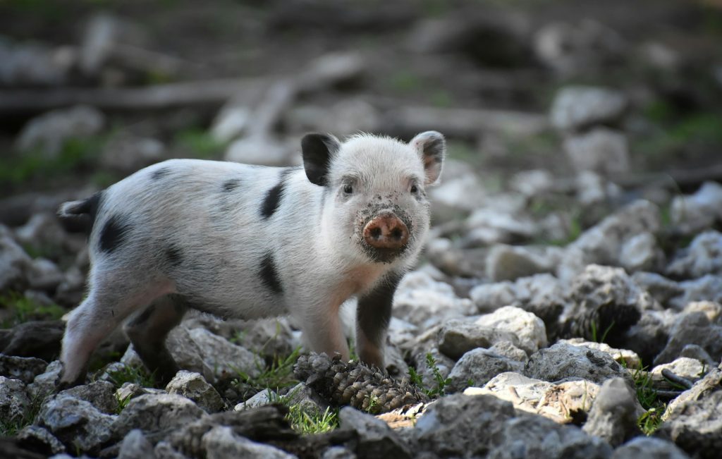 Må man have en mini gris som kæledyr i Danmark