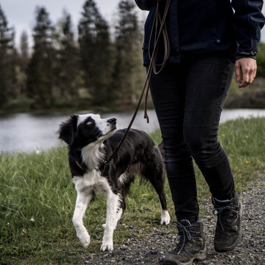 Leinenführiger Hund