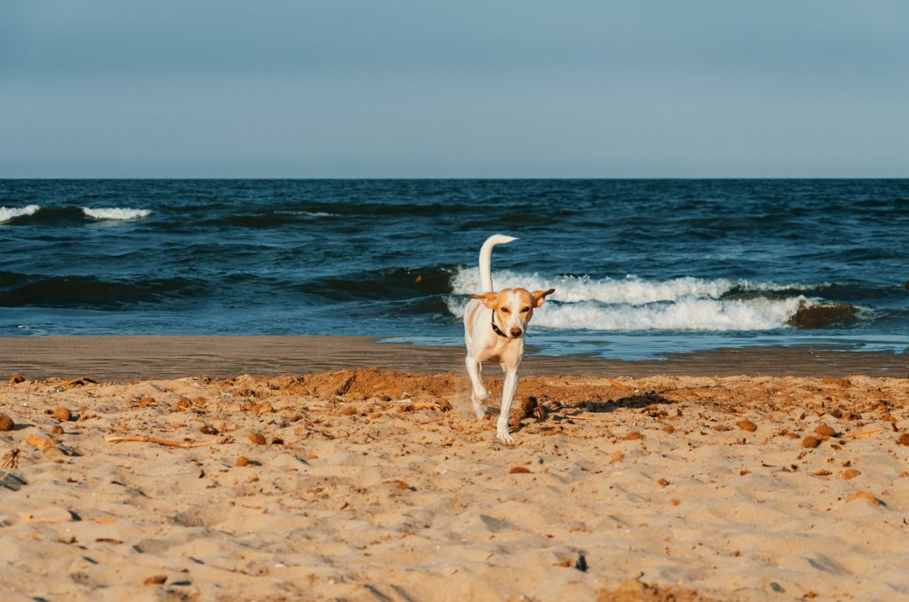 Ferie i Sverige med hund