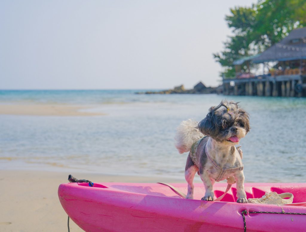 Ferie med hund i Italien