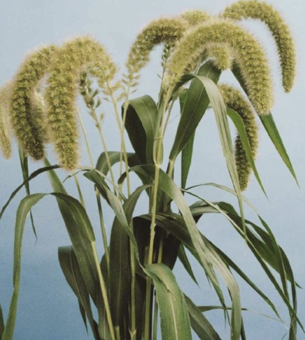 gras