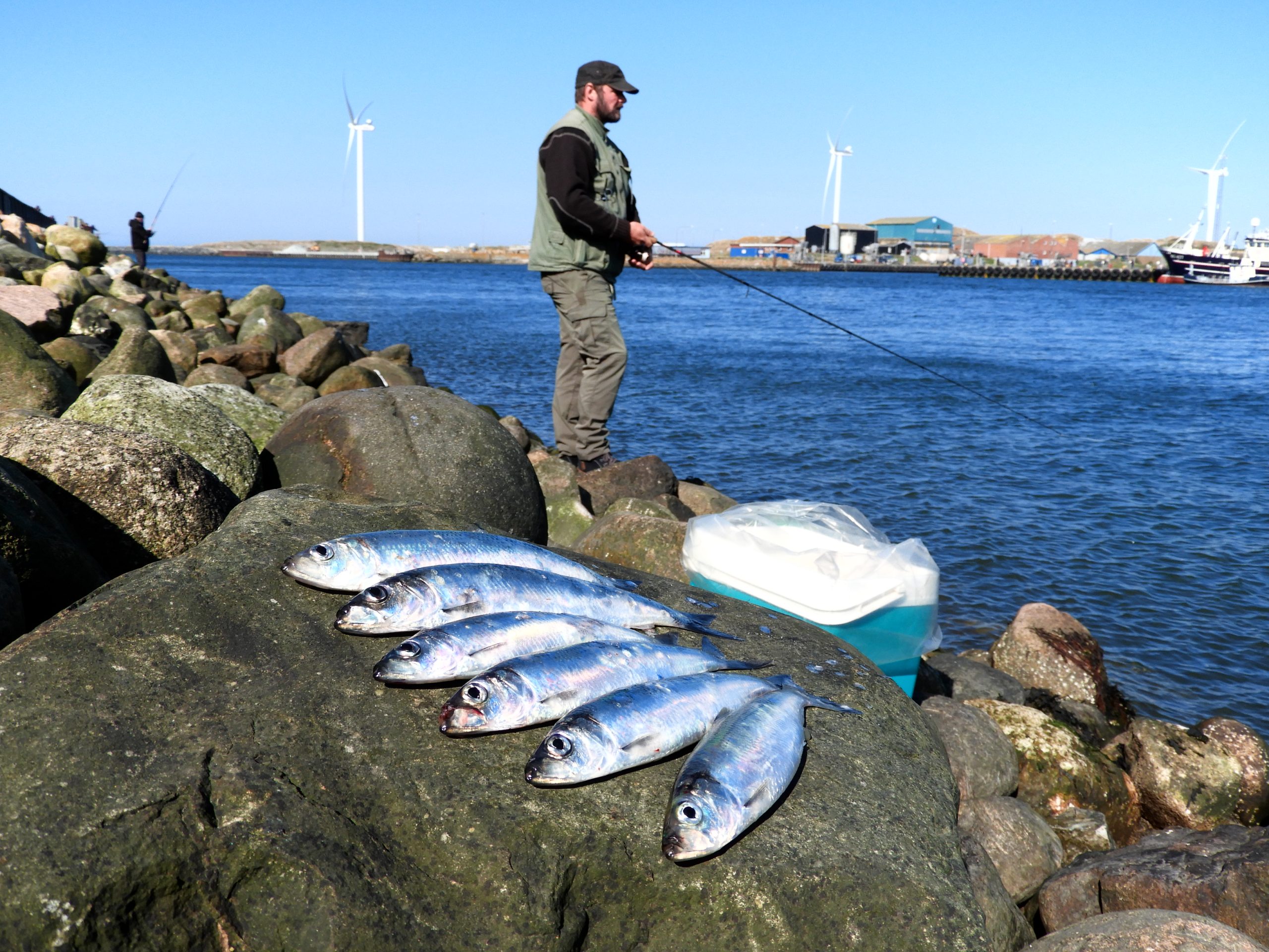 Sildefiskeri i Hvide Sande Havn.