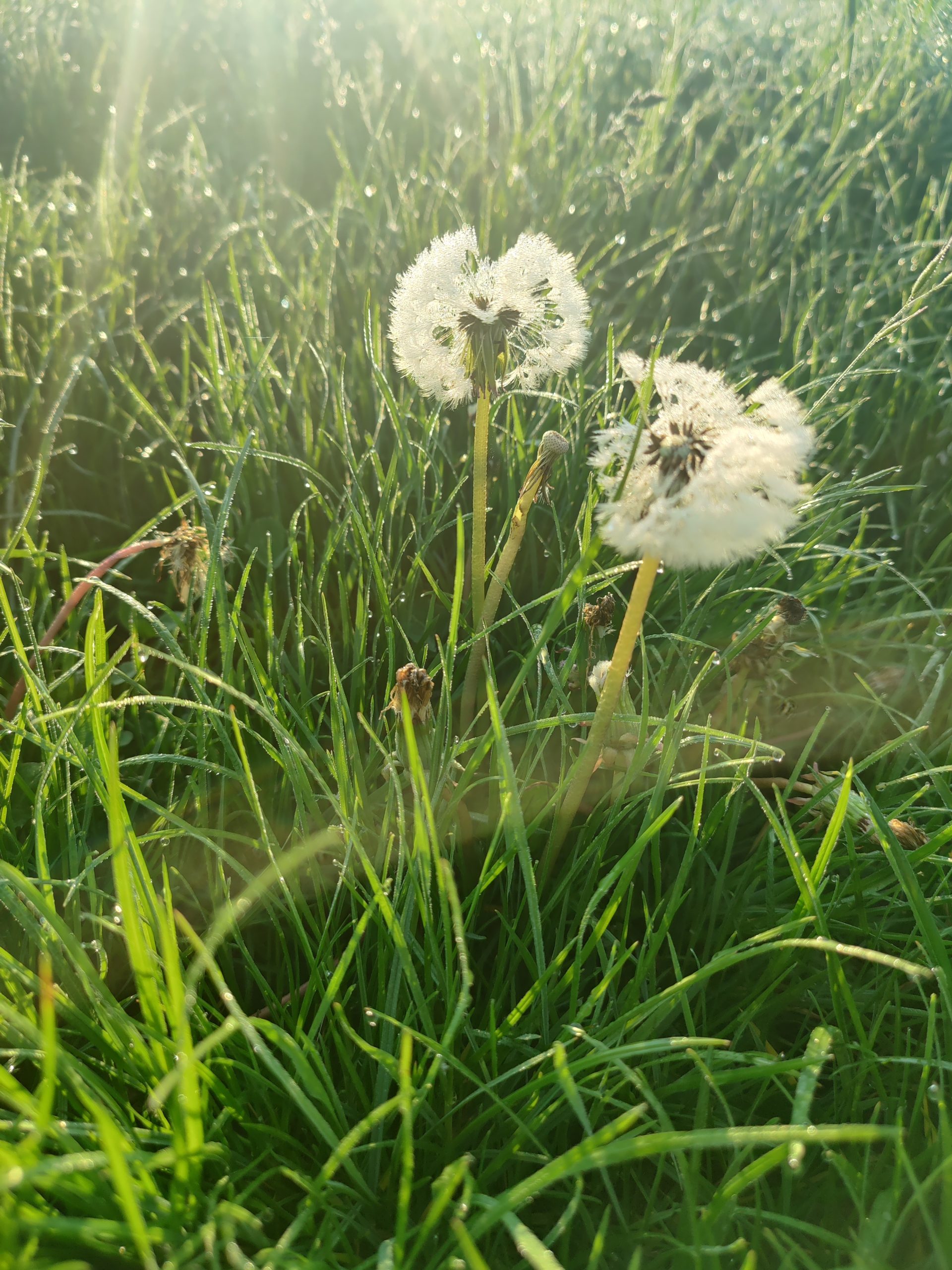 Pusteblume