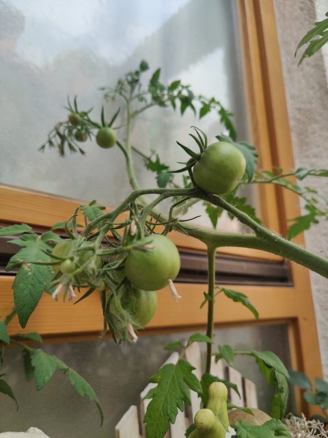 Meine Tomatenpflanze