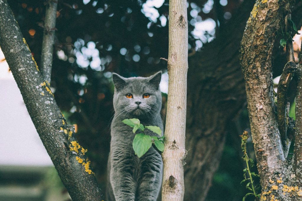 Hvad kan holde katte væk fra haven
