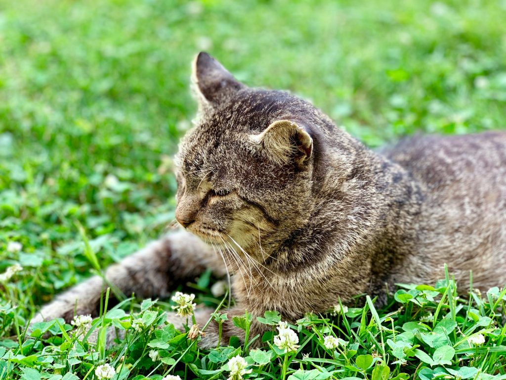 Hvorfor spiser katte græs