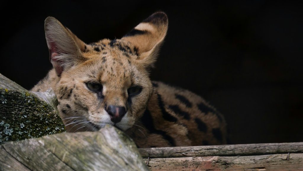 Må man have en serval kat som kæledyr i Danmark