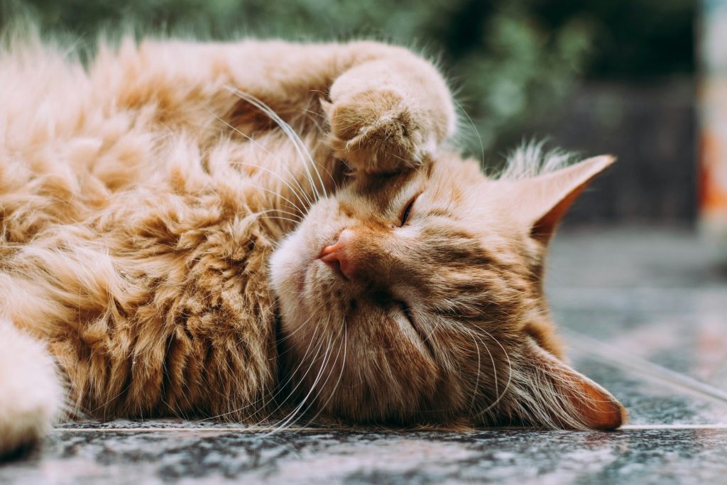 Hvor meget sover katte