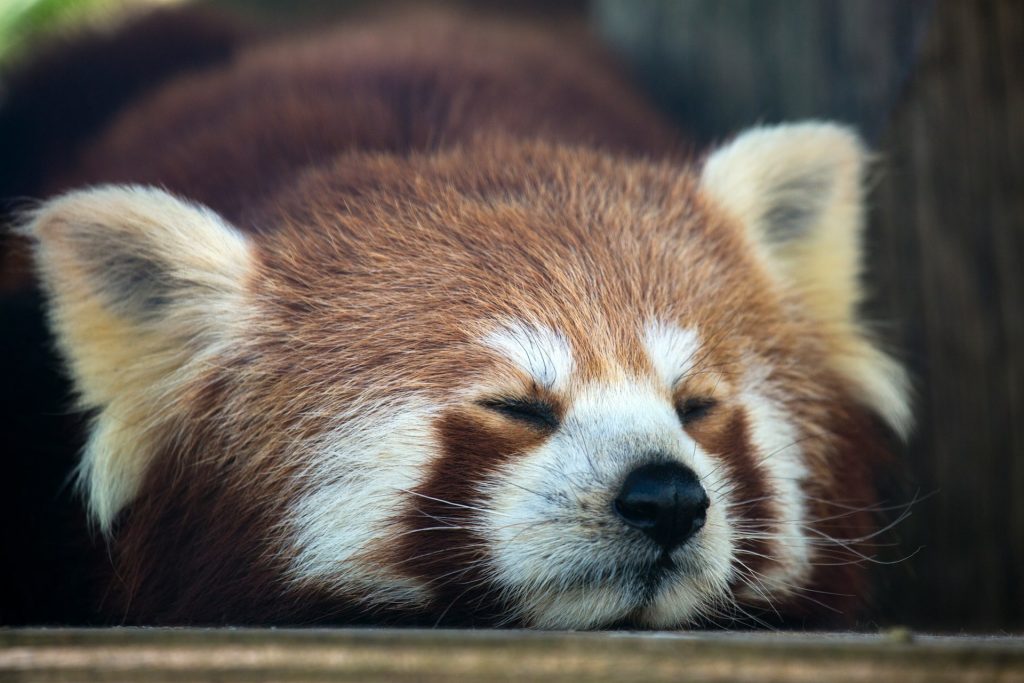 Må man have en rød panda som kæledyr i Danmark
