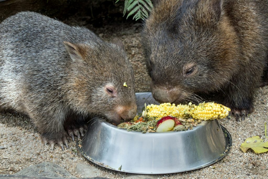 Må man have en wombat som kæledyr i Danmark