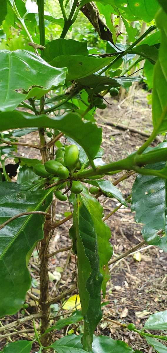 Kaffekollektivet i El Spinosa, El Salvador, har diversifierat sina grödor. Här kakao och kaffe.