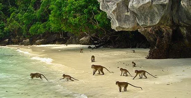Monkey Beach