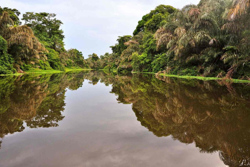 Tortuguero 5