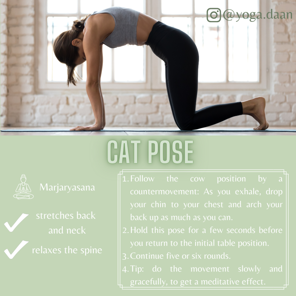 Cat Pose - 6 easy Yoga positions for beginners