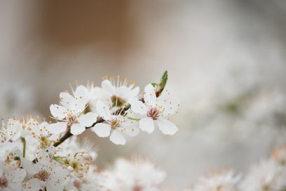 Frühling im Herzen: Dojo-Zeiten zum Entgiften und Neu-Sortieren