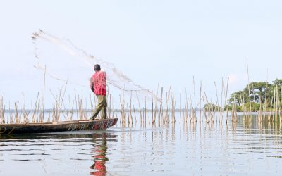 Vers le développement durable – ODD 14 : une rencontre des savoirs pour préserver les mangroves