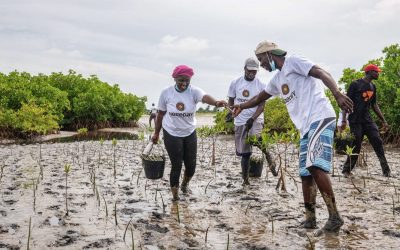 Vers le développement durable – ODD 15 : préserver, restaurer et favoriser la résilience des écosystèmes