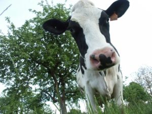 Cow on the meadow