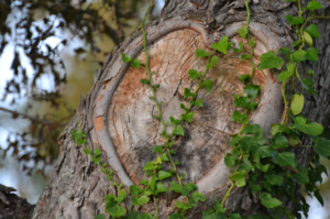 Nature's heart beats for all, men AND women. That's why gendermainstreaming is so important