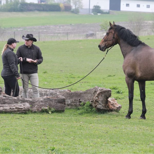 Partnerskap med din häst - Online Video Utbildning - Bild 29