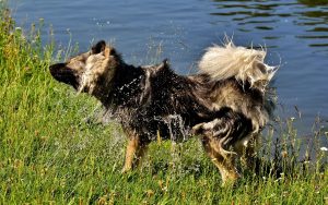 YourInnergy hond die zich uitschudt