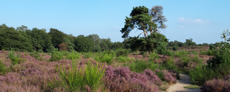 YourInnergy-foto Veluwe bloeiende hei