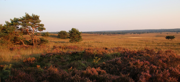 YourInnergy Veluwe uitzicht