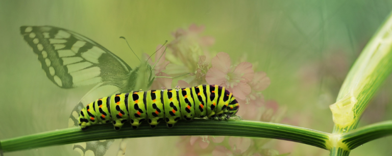 YourInnergy coaching van rups naar vlinder