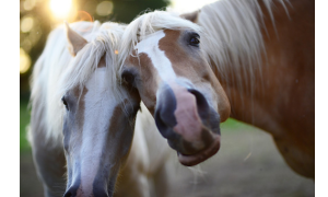 YourInnergy nieuwsgierigheid