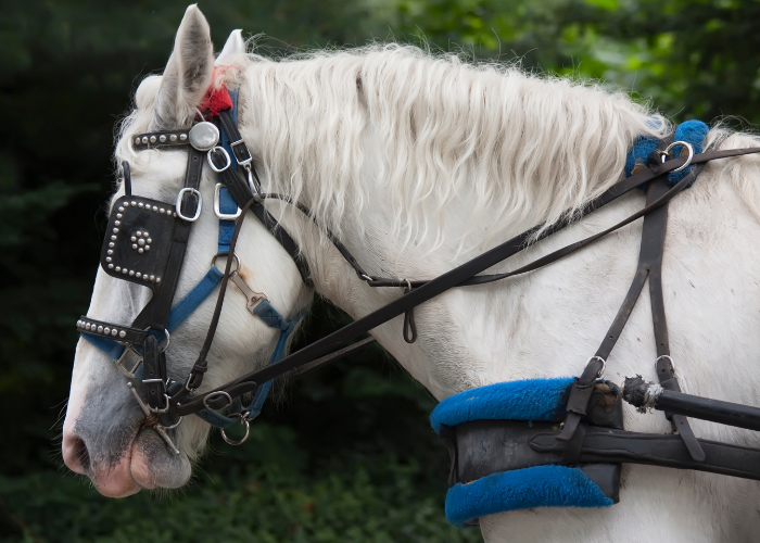 YourInnergy paard met oogkleppen