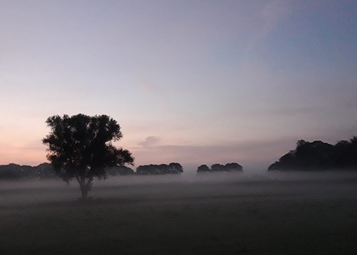 YourInnergy boom in de mist
