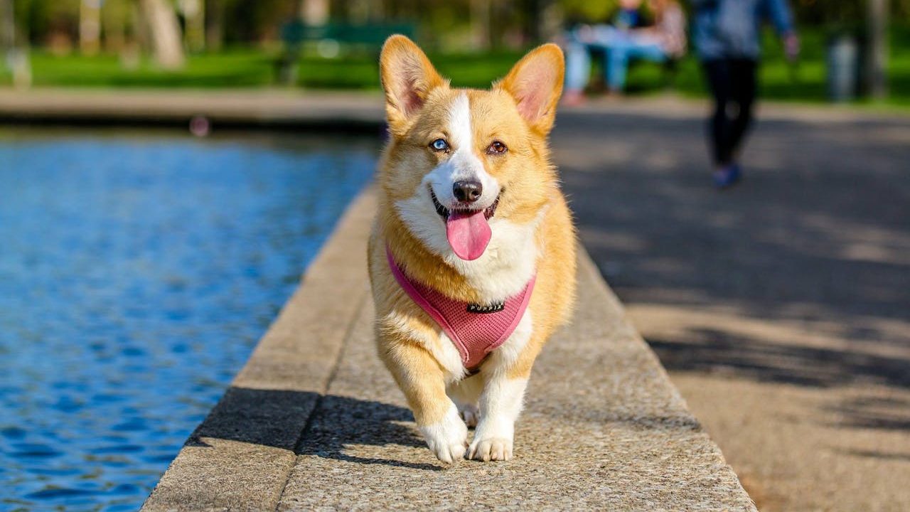 5 Best Destinations and Tips for Pet-Friendly Travel