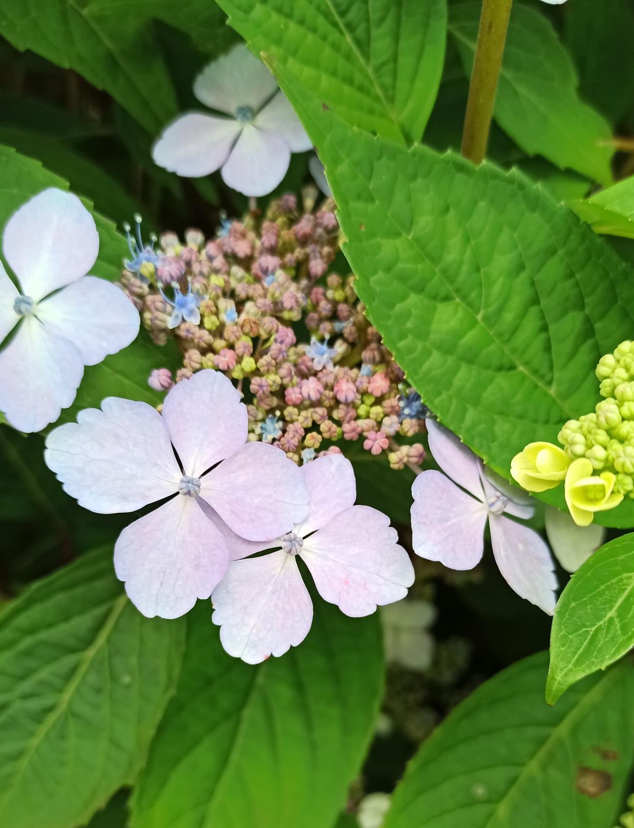 Hortensia