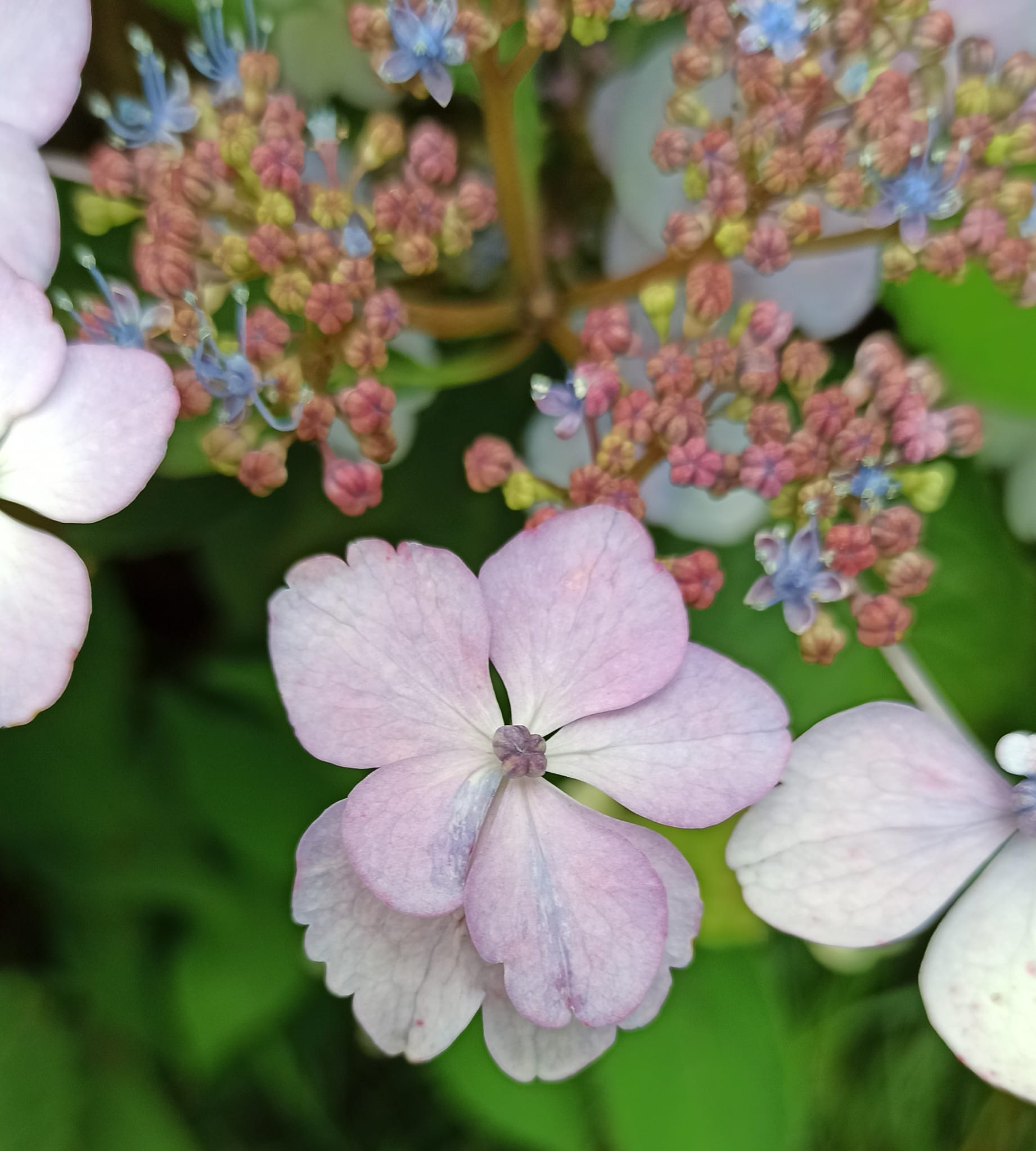 Hortensia