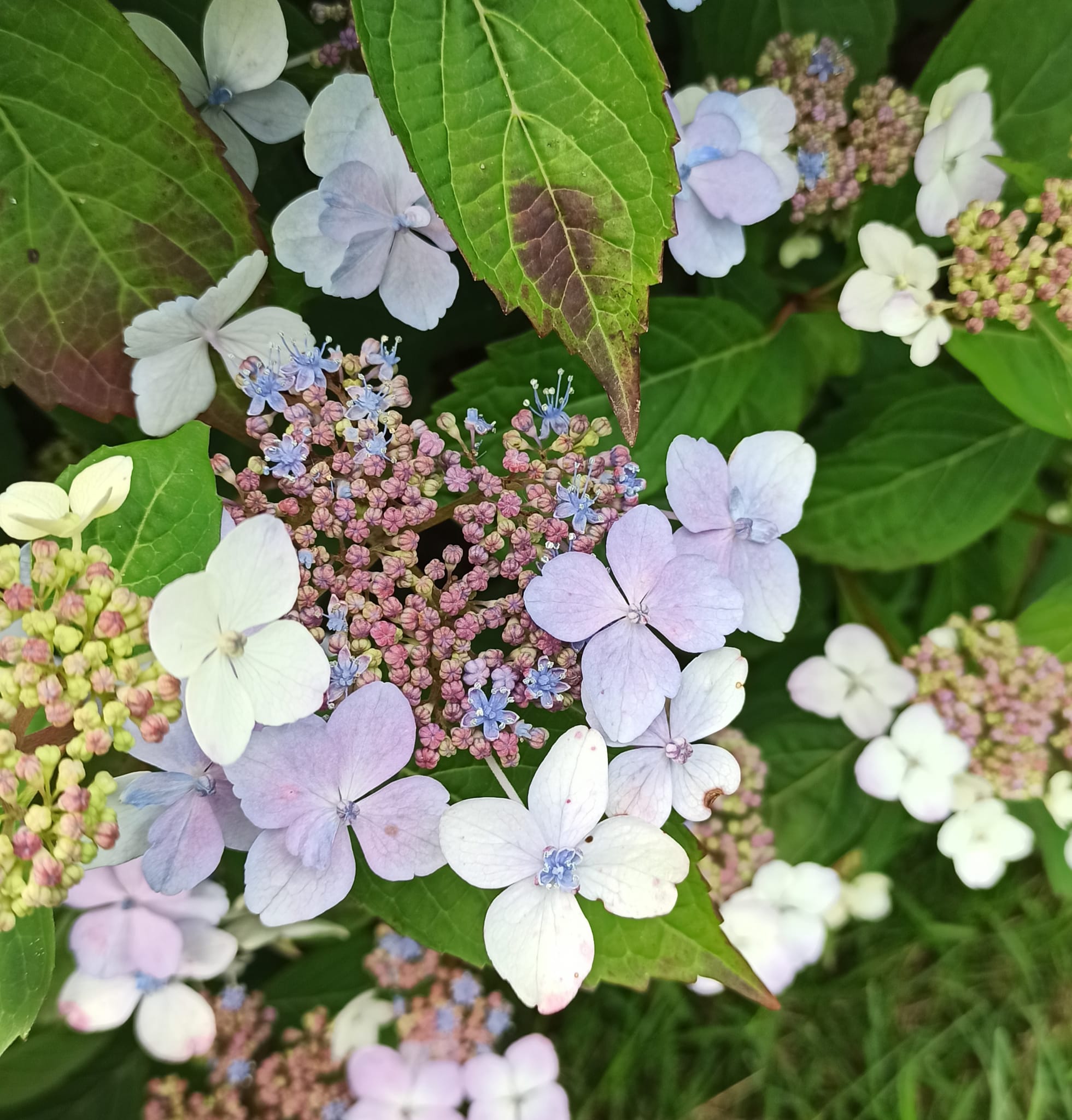 Hortensia