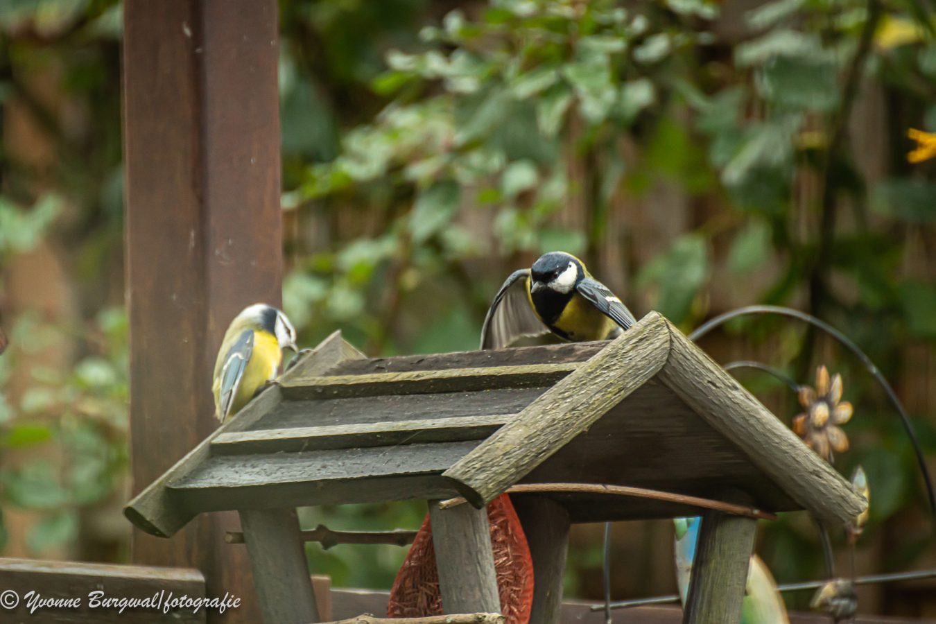 Vogeltjes in de tuin. Yvonne Burgwal Fotografie