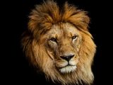 Do 23.avgusta,vladavina lava.