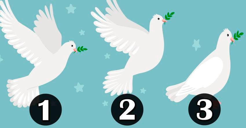 Izaberi belog goluba:Jedan donosi ljubav, drugi srecu, treci je znak velike tuge!