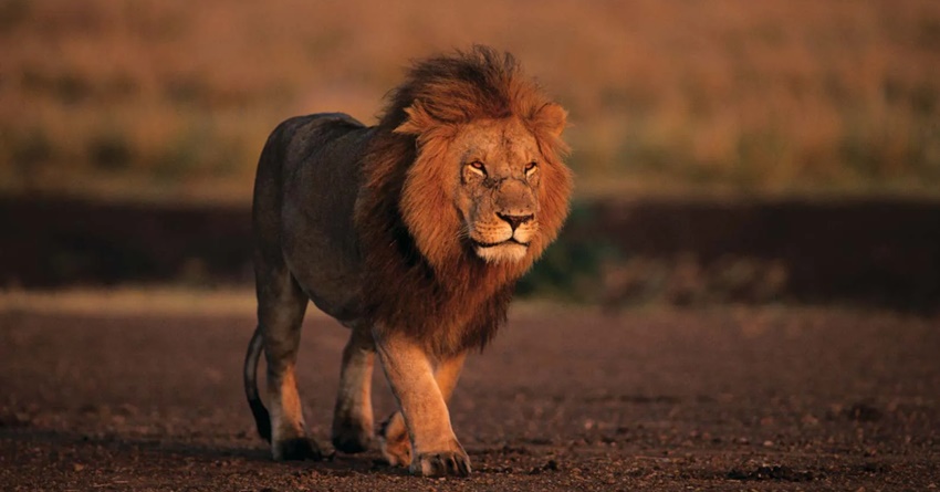 Lav:Njemu ne treba kruna,on se svakako ponasa kao kralj!