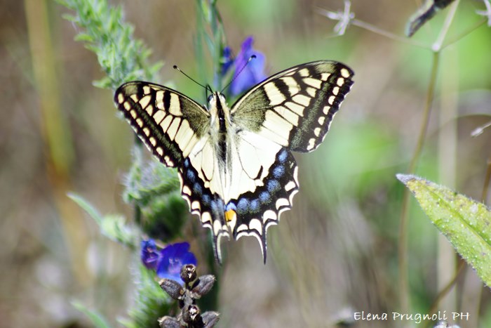 Papilio machaon - farfalla Macaone - le farfalle
