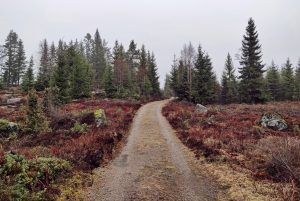 Läs mer om artikeln Livets fina och fula tryne