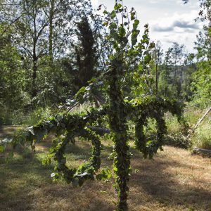 Läs mer om artikeln Midsommar & Gos