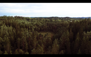 Läs mer om artikeln Vår skog är så vacker!