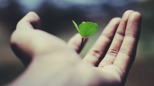 A hand holding a growing seedling