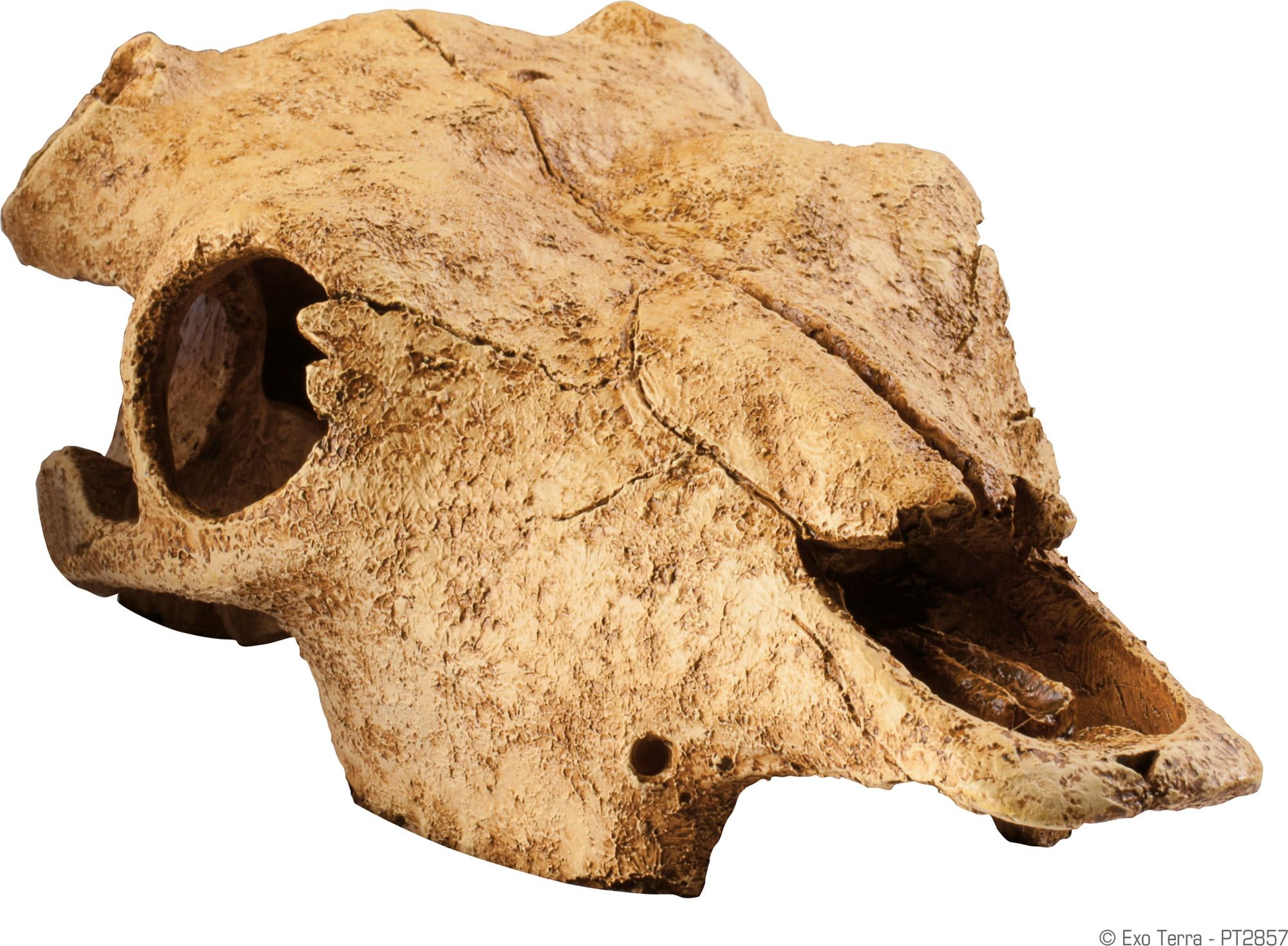 Grotta Buffel Kranium Exoterra