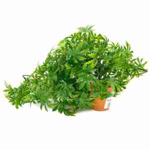 Plastv Florida Vivarium Sydeco